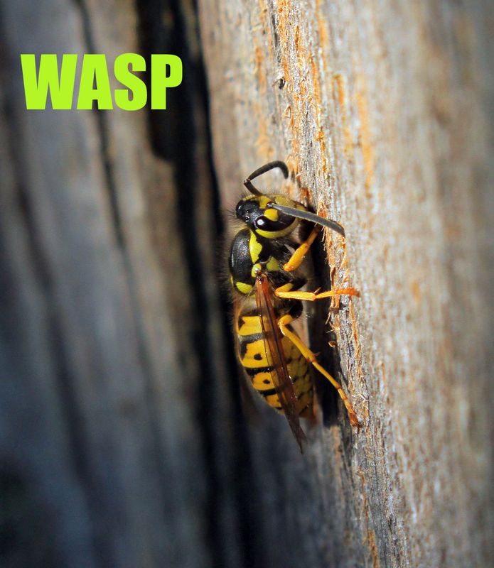 Insects