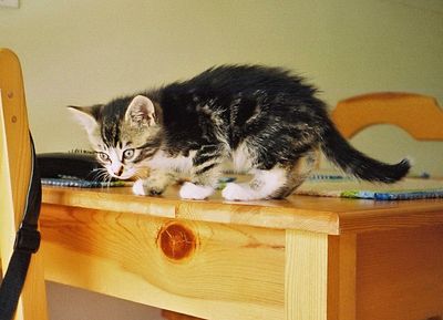 Milo Explores the Table