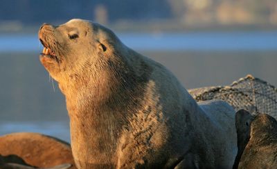  Sea Lion