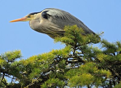 Tree-Top Heron