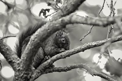 Black and White Black Squirrel 
