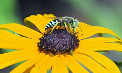 Sand Wasp 