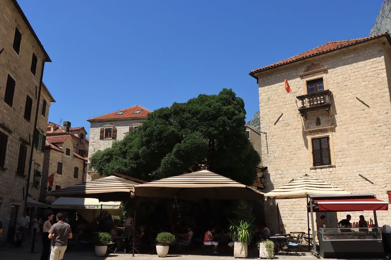 Kotor