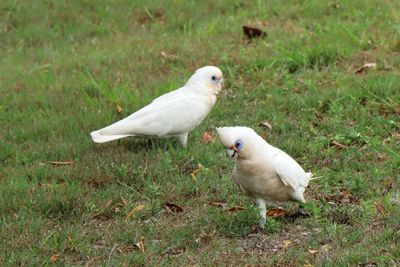 IMG_7086.JPG