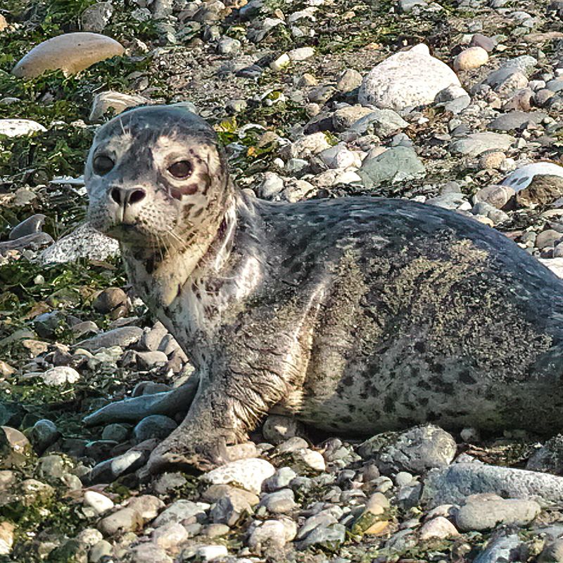 seal pup