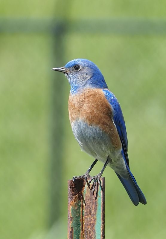 and on a post