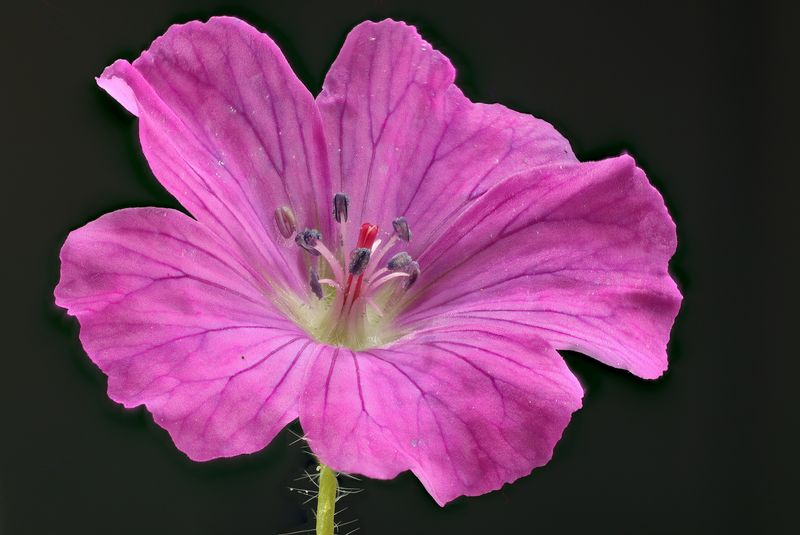 Geranium sanguineum