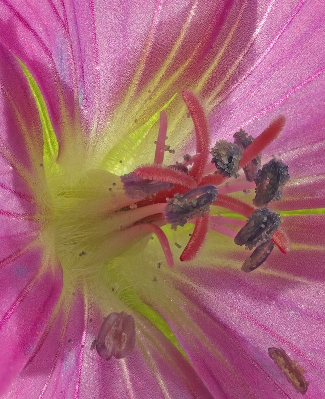 Pollen