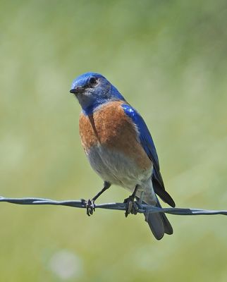 bluebird on a wire