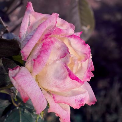 February Rose