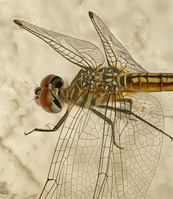 dragonfly