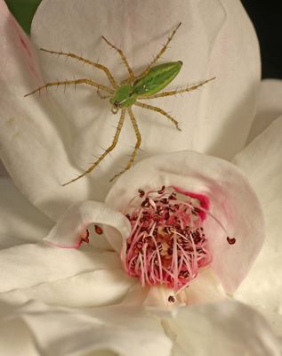 wildlife