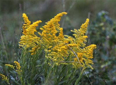 Tall Goldenrod