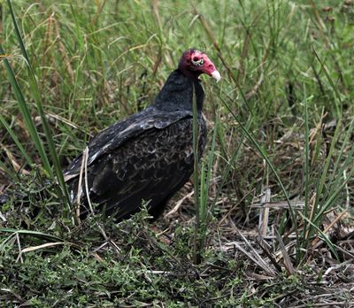Turkey Vulture