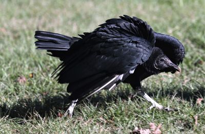 Black Vulture