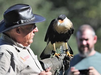 Crested Caracara