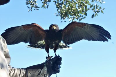 Harris Hawk