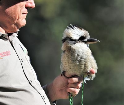 Kookaburra