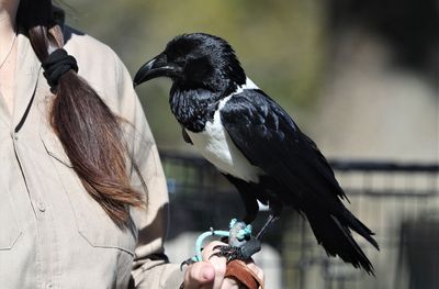 Pied Crow
