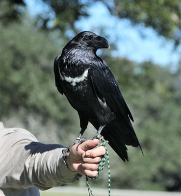White-necked Raven