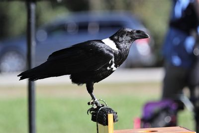 White-necked Raven