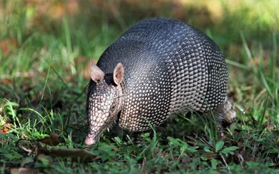 Armadillo