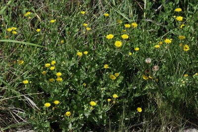 Golden Aster