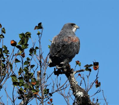 White-tailed Hawk