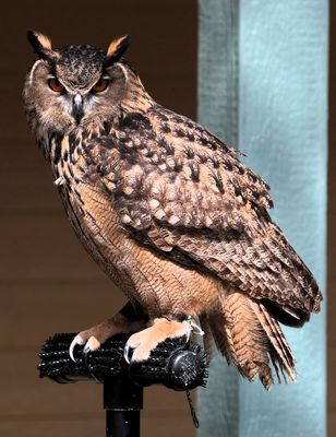 Birds of Prey by Wildlife Revealed, Brazos Bend State Park, Texas