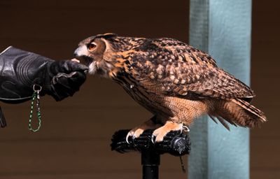 Eurasian Eagle-Owl