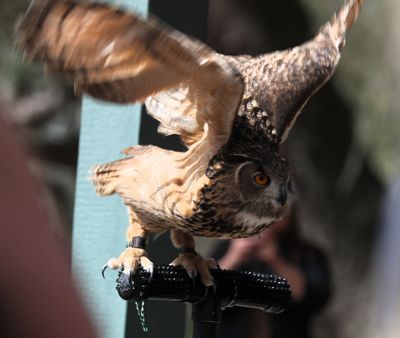 Eurasian Eagle-Owl