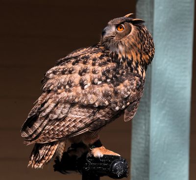 Eurasian Eagle-Owl, there's a Vulture up there.