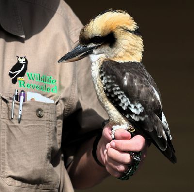 Laughing Kookaburra