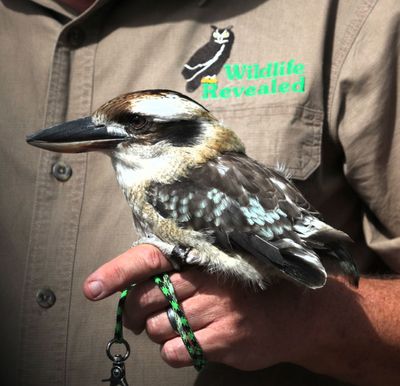 Laughing Kookaburra