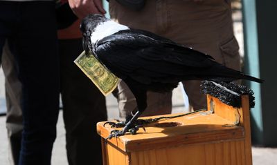 Birds of Prey by Wildlife Revealed, Brazos Bend State Park, Texas
