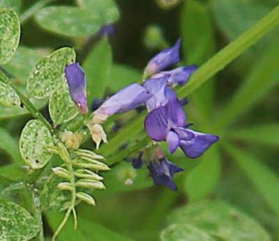 Deer Pea Vetch