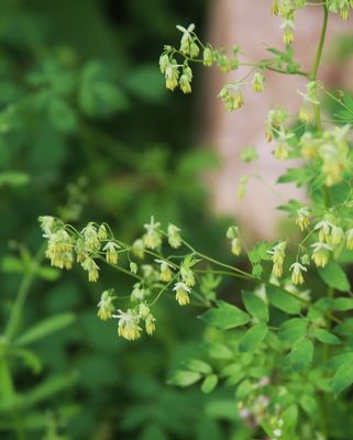 Meadow Rue