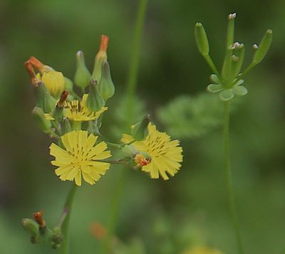 Oriental Hawkweed