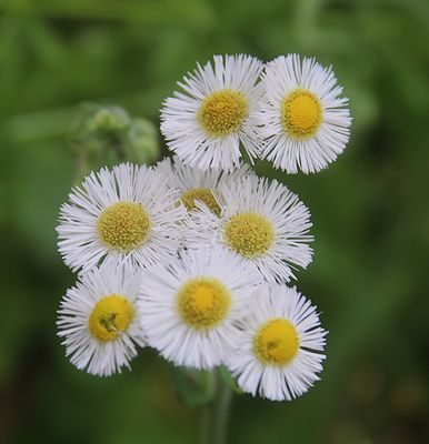 Philadelphia Fleabane