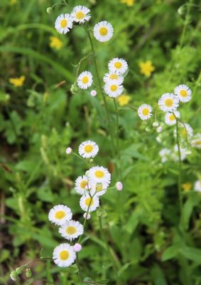 Philadelphia Fleabane