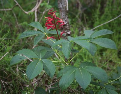 Red Buckeye