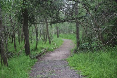 Red Buckeye Trail