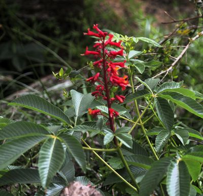 Red Buckeye