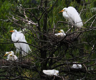 The rookery at Smith Oaks Bird Sanctuary, High Island, Texas