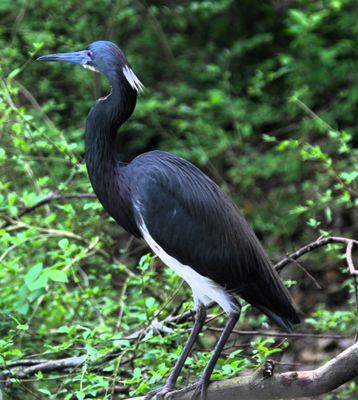 The rookery at Smith Oaks Bird Sanctuary, High Island, Texas