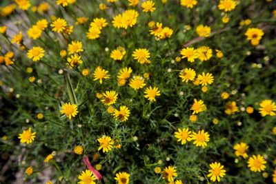 Bristle-leaf Daisy