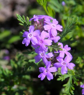 Garden Vervain