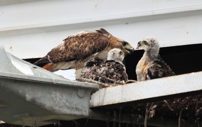 Mama Red-tail feeding her Nestlings