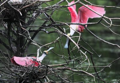 Nesting Roseate Spoonbills