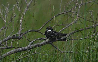 Common Nighthawk
